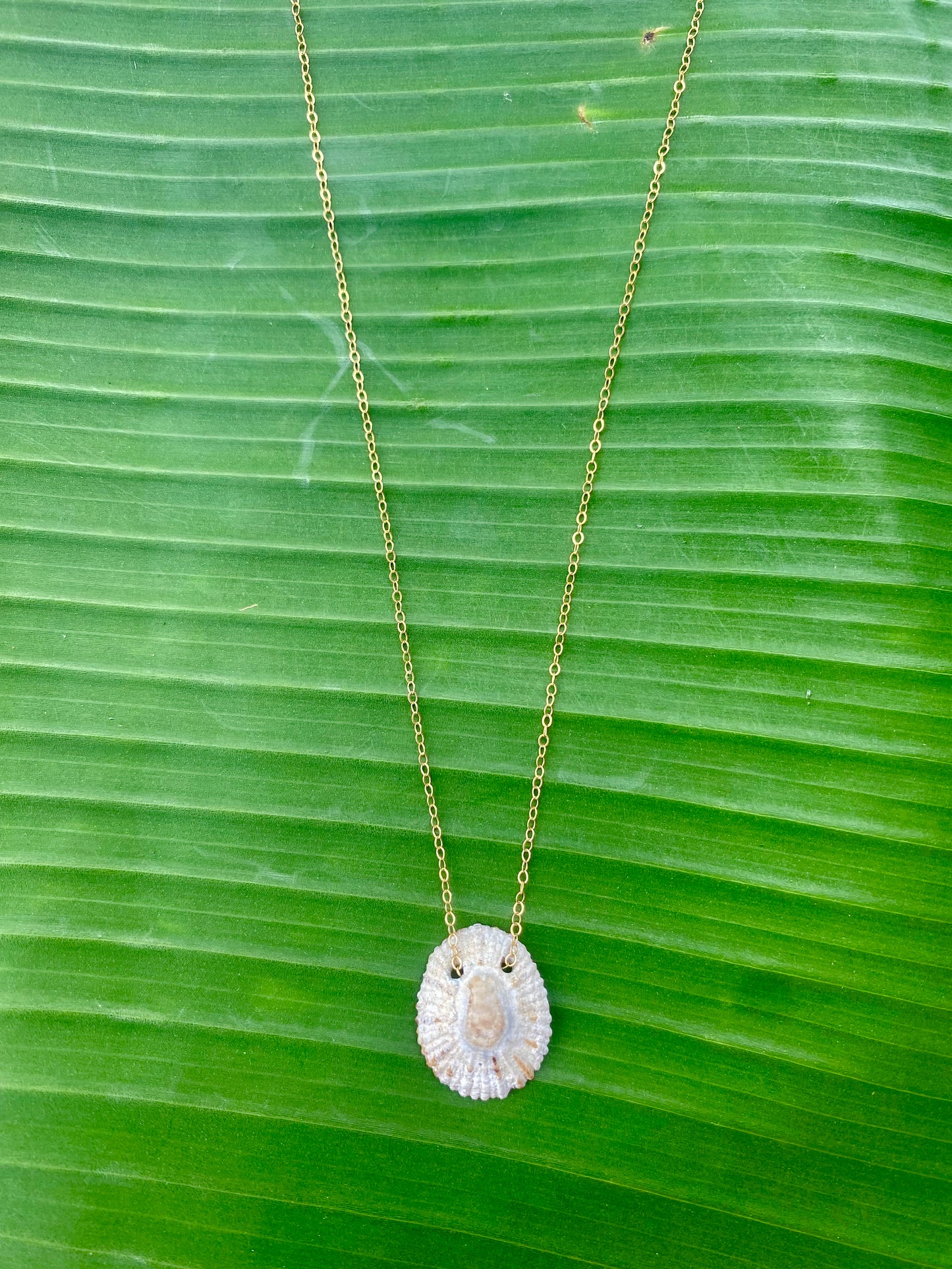 Necklace•Opihi Shell•White