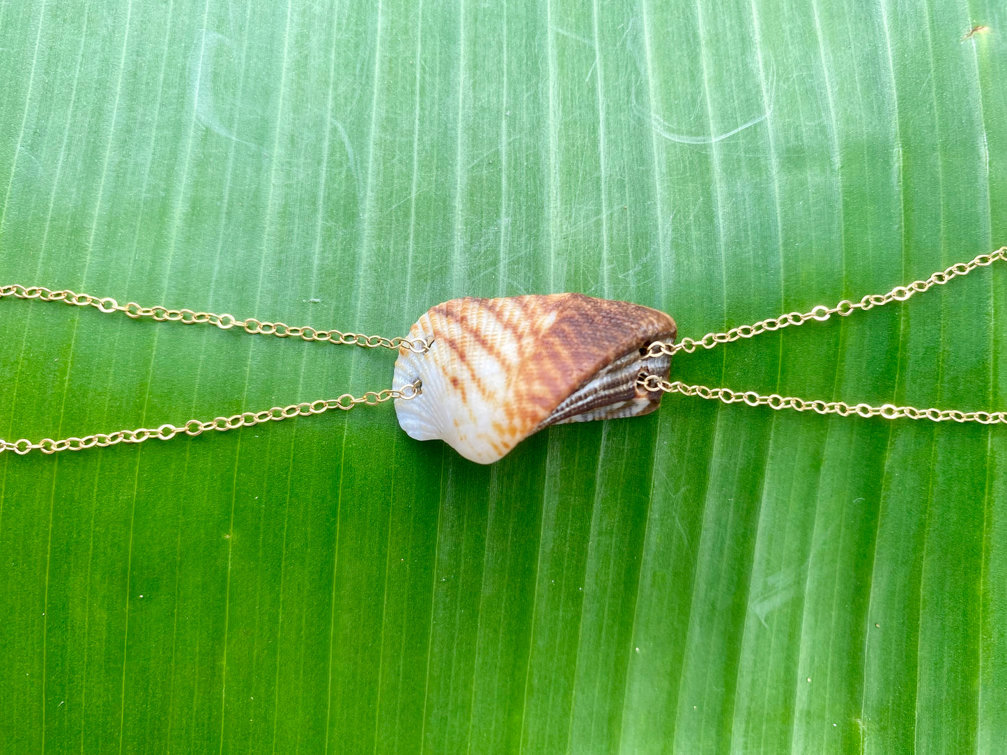 Bracelet•Arca Zebra Shell