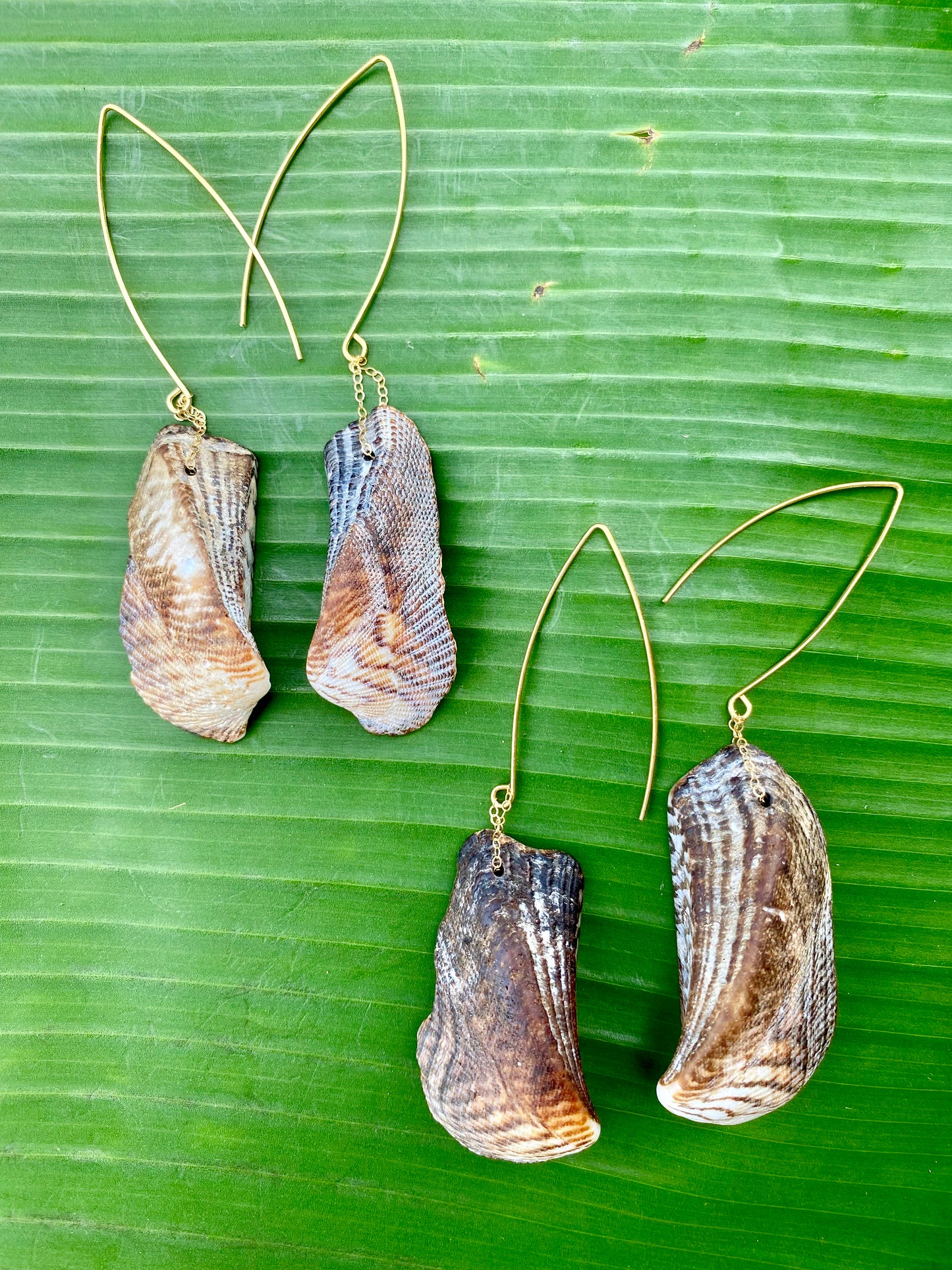 Earrings•Arca Zebra Shell with Marquise Ear Wire