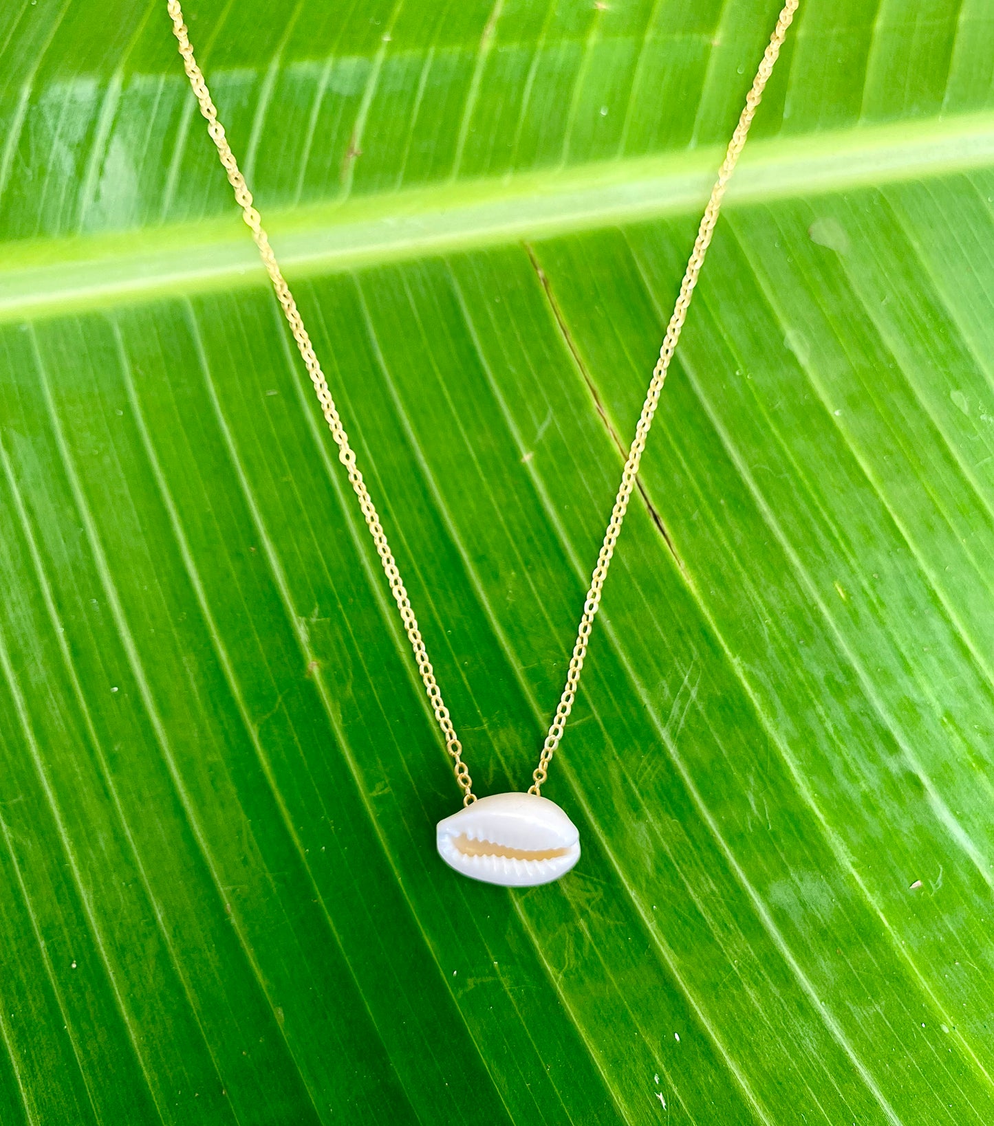 Necklace•Cowrie Shell•White