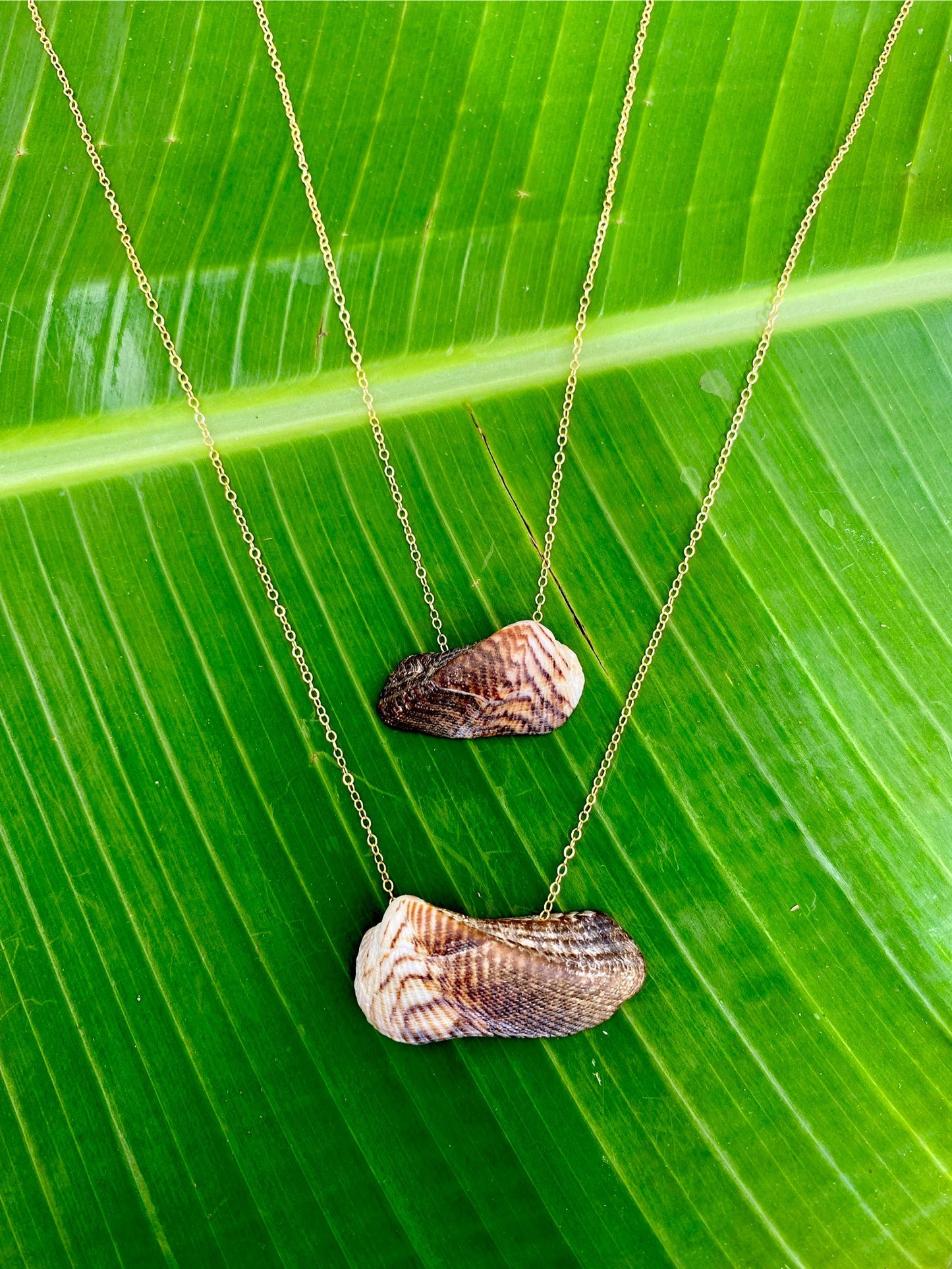 Necklace•Arca Zebra Shell