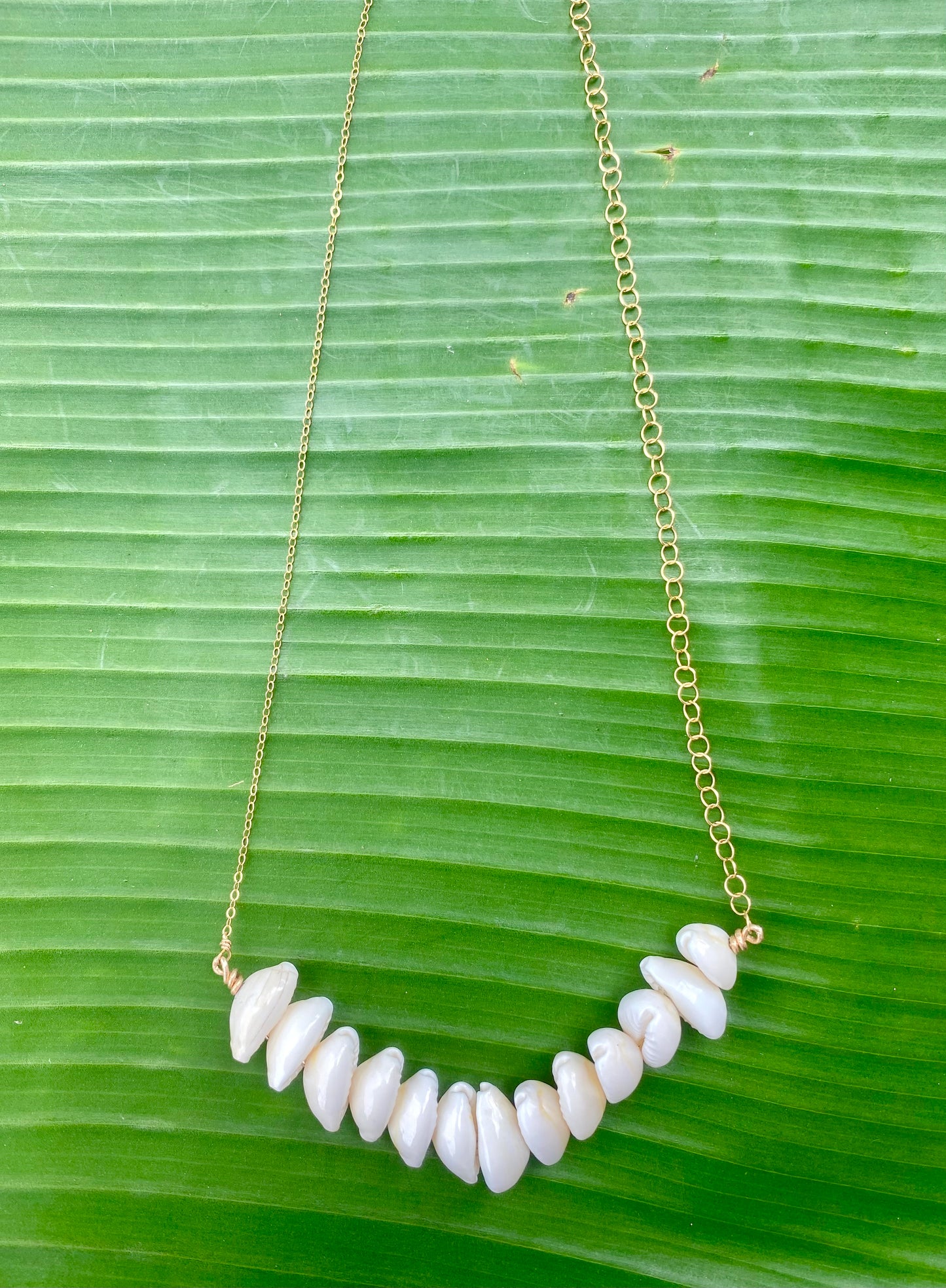 Necklace•Cowrie Shell•V-Shaped